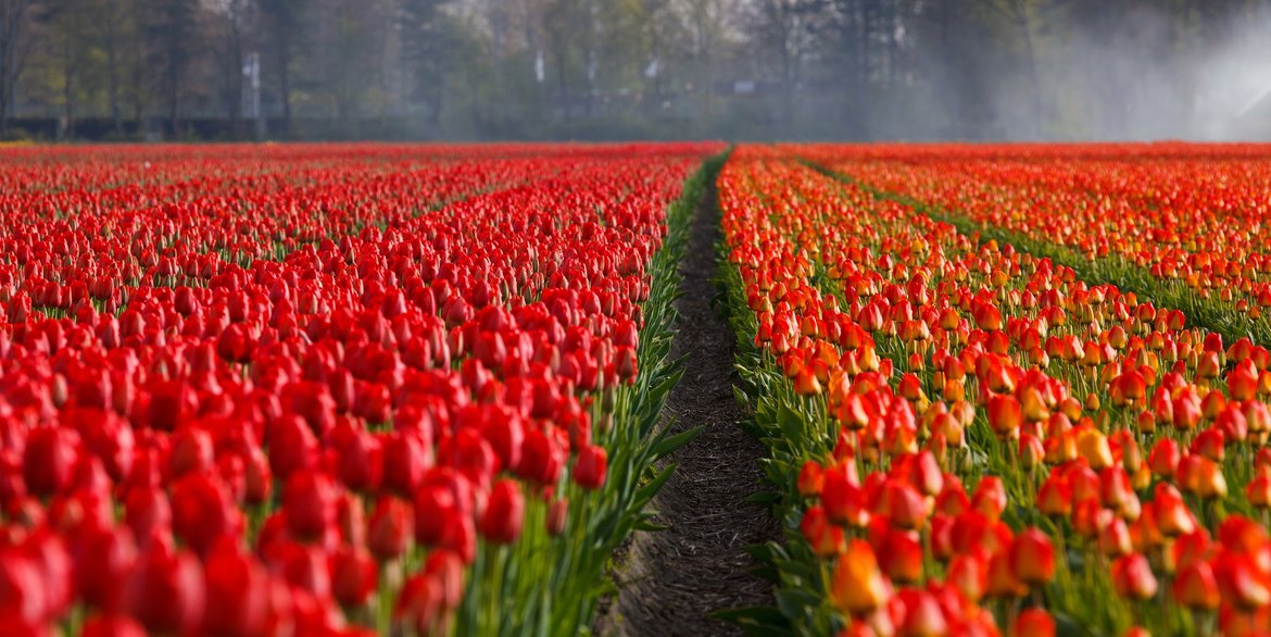 auteurs-uit-Nederland